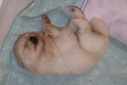 成約済の静岡県のポメラニアン-81885の15枚目